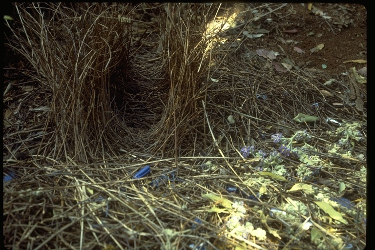 Image of Satin Bowerbird