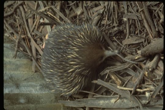 Image of Kangaroo Island Echidna