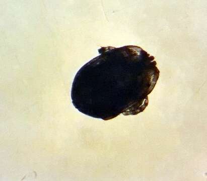 Image of Axonopsinae