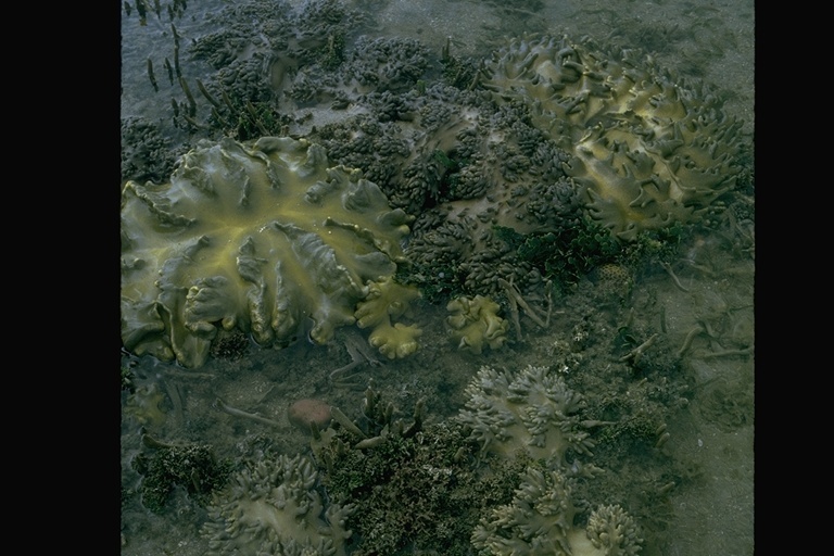 Image of Crown of thorns starfish