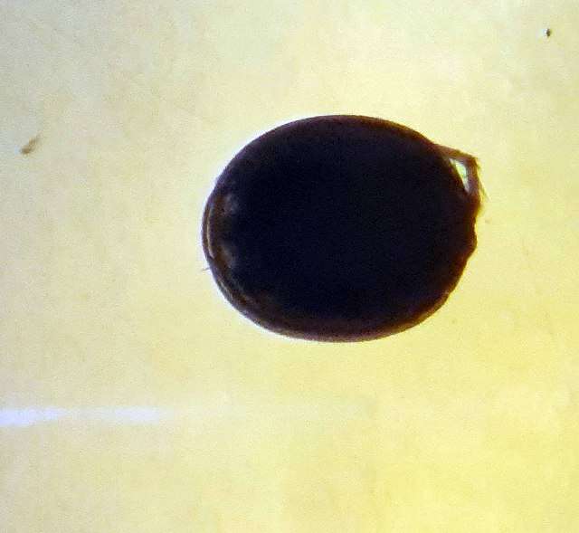 Image of Axonopsinae