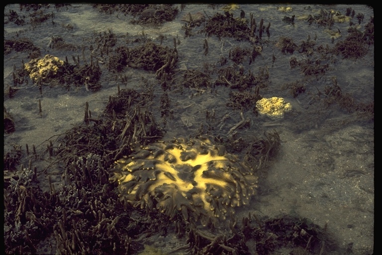 Image of Crown of thorns starfish