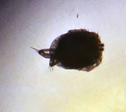Image of Axonopsinae