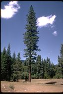 Image of Jeffrey Pine