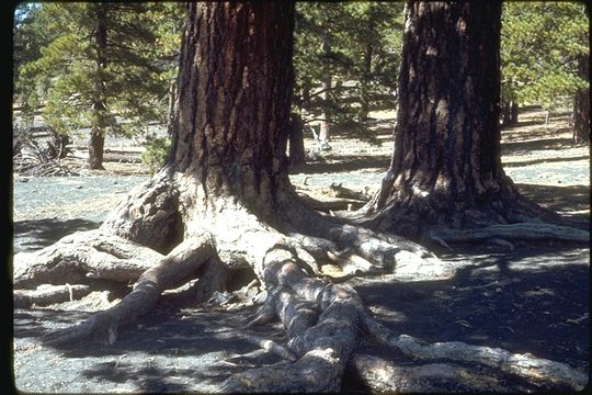 Image of Jeffrey Pine