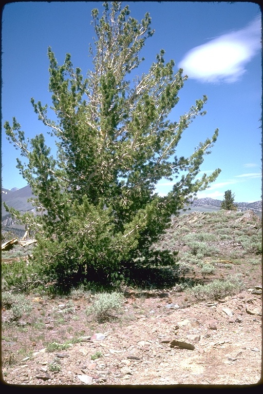 Image of Limber Pine