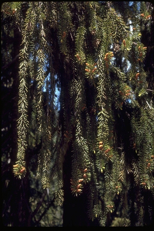 Image of Brewer spruce