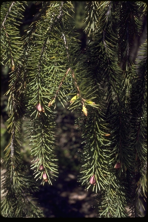 Image of Brewer spruce