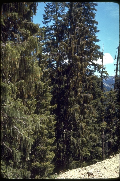 Image of Brewer spruce