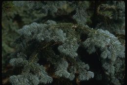 Image of corkbark fir