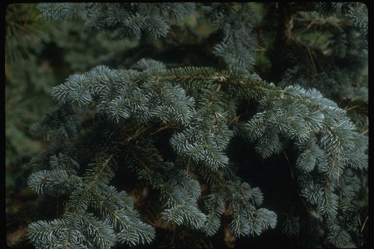 Imagem de Abies lasiocarpa var. arizonica (Merriam) Lemmon