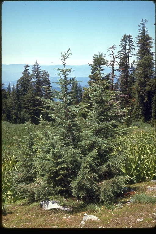 Слика од Tsuga mertensiana (Bong.) Carrière