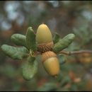 Imagem de Quercus durata Jeps.