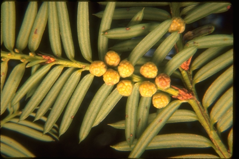 Sivun Taxus brevifolia Nutt. kuva