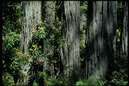 Image of California Redwood