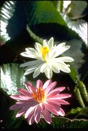 Image of Egyptian white water-lily