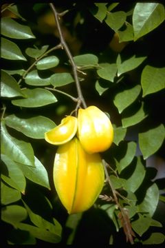 Image of carambola