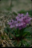 Primula eximia Greene resmi