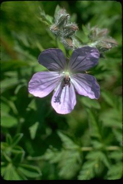 Image of woolly geranium