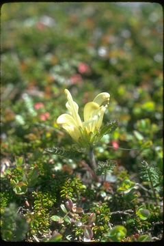 Imagem de Pedicularis capitata Adams.