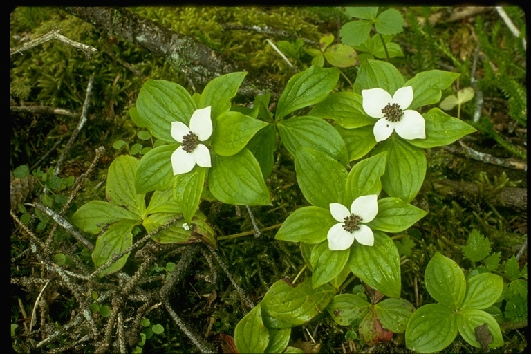 Plancia ëd Cornus canadensis L.