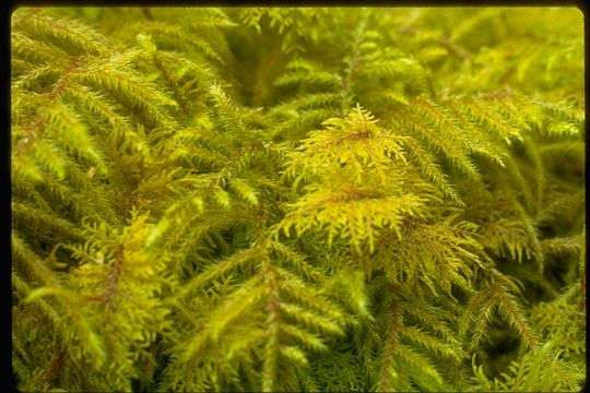 Image of splendid feather moss