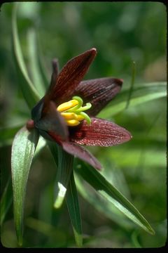 Image of Kamchatka fritillary