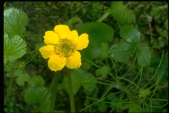 Imagem de <i>Anemone richardsonii</i>