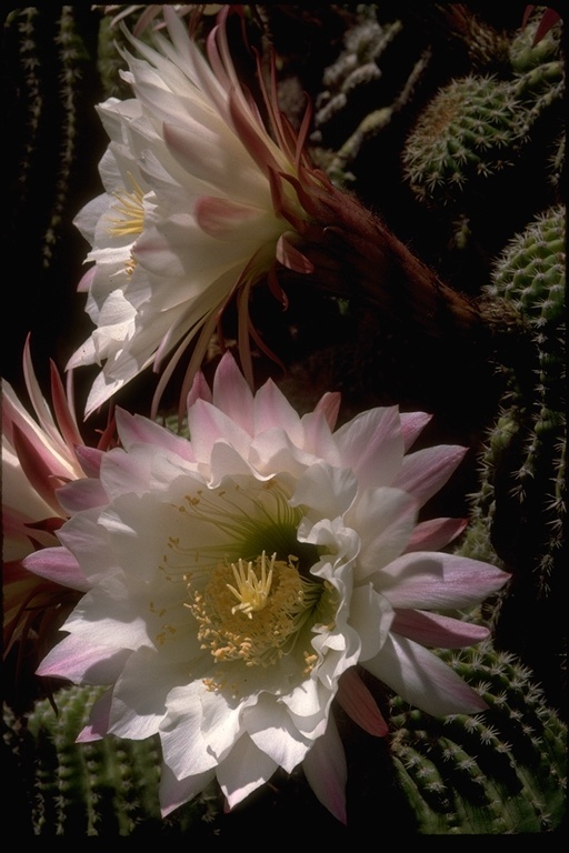 Image de Echinopsis schickendantzii F. A. C. Weber