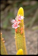 Image de Cleistocactus winteri D. R. Hunt