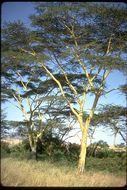 Image of <i>Acacia xanthophloea</i>
