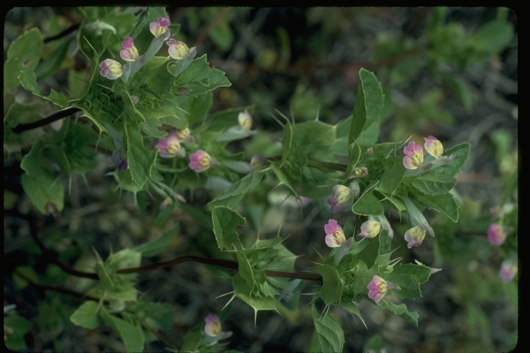 Image of San Mateo thorn-mint