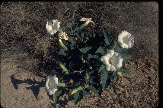 Imagem de Datura wrightii Hort. ex Regel