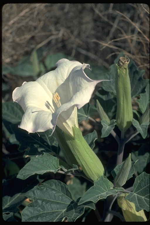 Imagem de Datura wrightii Hort. ex Regel