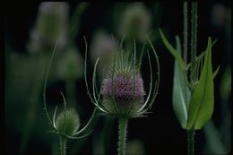 Image of teasel: Fuller's teasel; cutleaf teasel