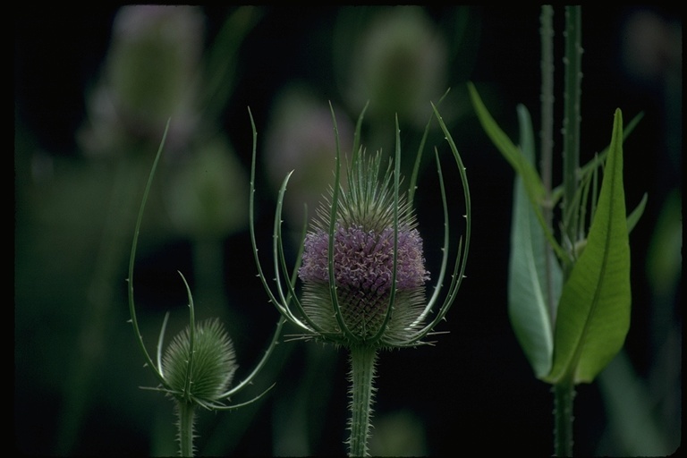 Image of teasel: Fuller's teasel; cutleaf teasel