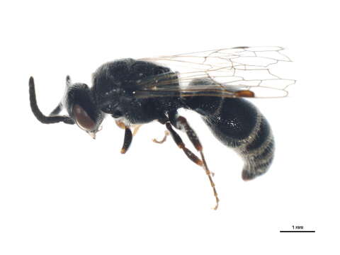 Image of Tiphiinae