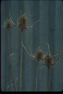 Image of teasel: Fuller's teasel; cutleaf teasel