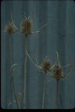 Image of teasel: Fuller's teasel; cutleaf teasel