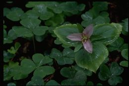 Imagem de Trillium ovatum Pursh