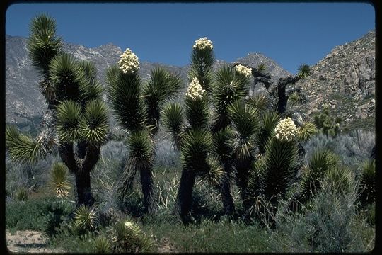 Image of Joshua tree