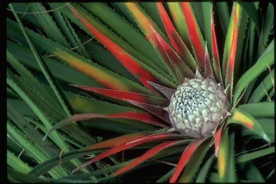 Fascicularia bicolor (Ruiz & Pav.) Mez的圖片