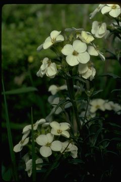 Image of San Francisco wallflower