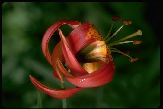 Image de Lilium pardalinum subsp. pitkinense (Beane & Vollmer) M. W. Skinner