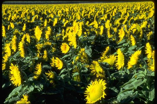 Image de tournesol