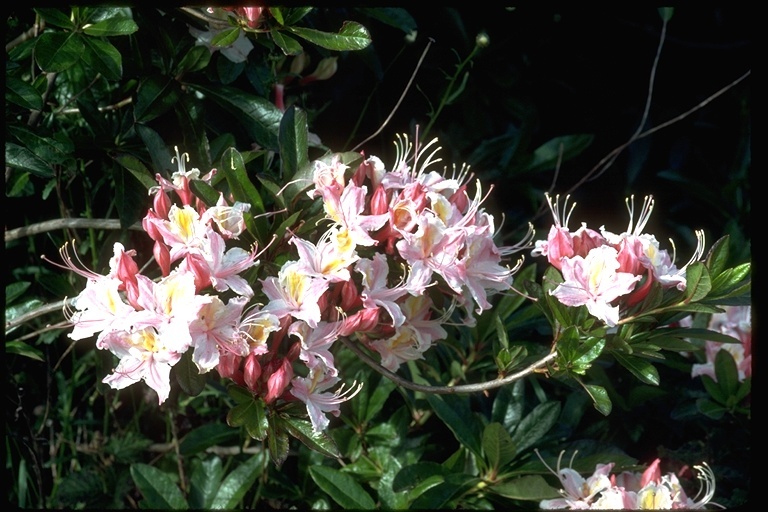 صورة Rhododendron occidentale (Torr. & Gray) A. Gray