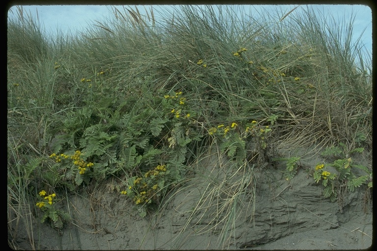 Image of Lake Huron tansy