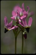 Image of <i>Primula clevelandii</i>