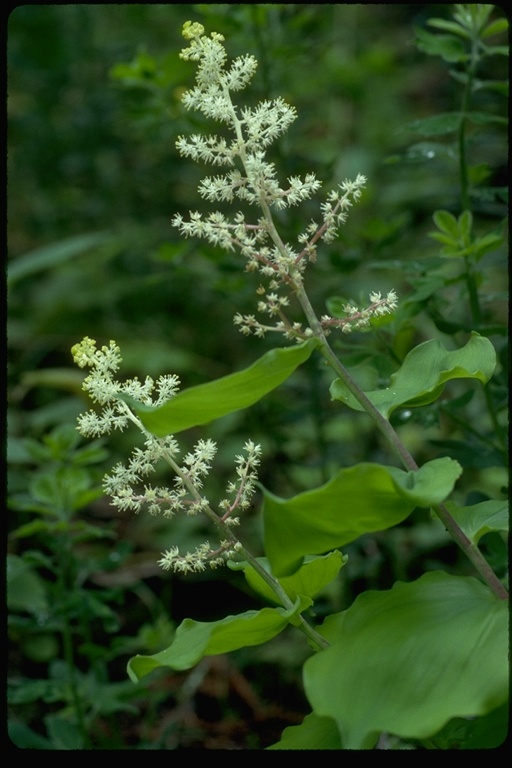 Image of feathery false lily of the valley