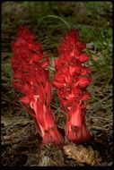 Image of snowplant